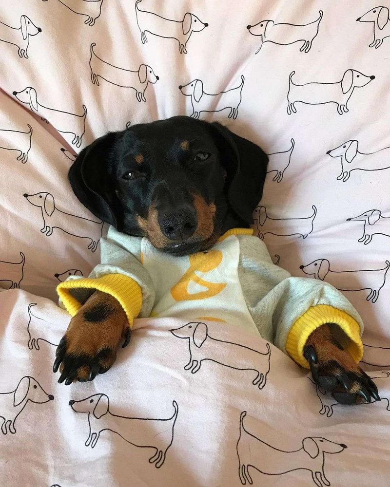 Cachorro salsicha preto e marrom usando um pijama com estampa de patinho deitado numa cama com lençol com estampa de cachorro salsicha e coberto com o mesmo lençol