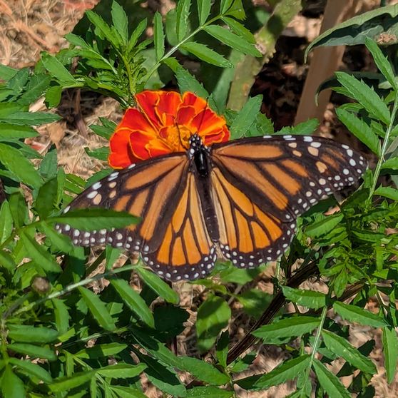 a monarch butterfly tests on a marigold.