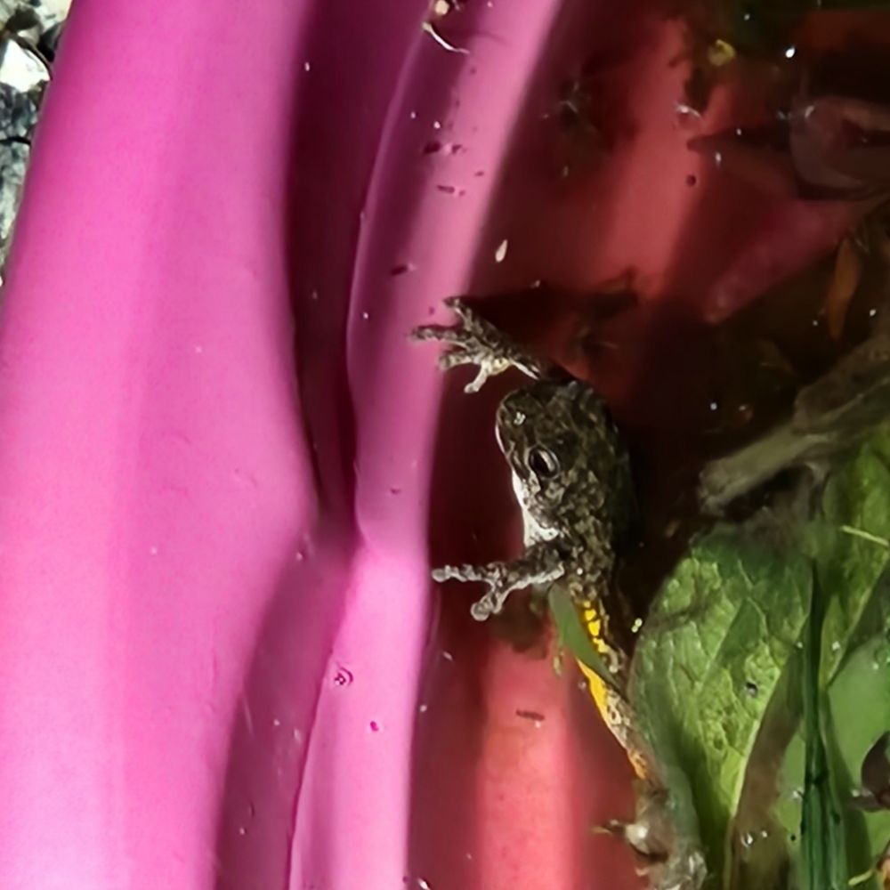 Tree frog laying eggs in kiddie pool I made into frog pond.