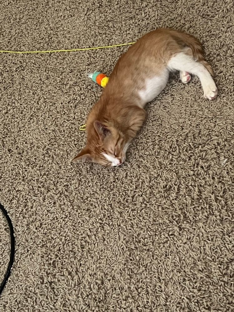 A picture of Garbles, my orange kitten, sleeping on the floor on top of a String cat toy