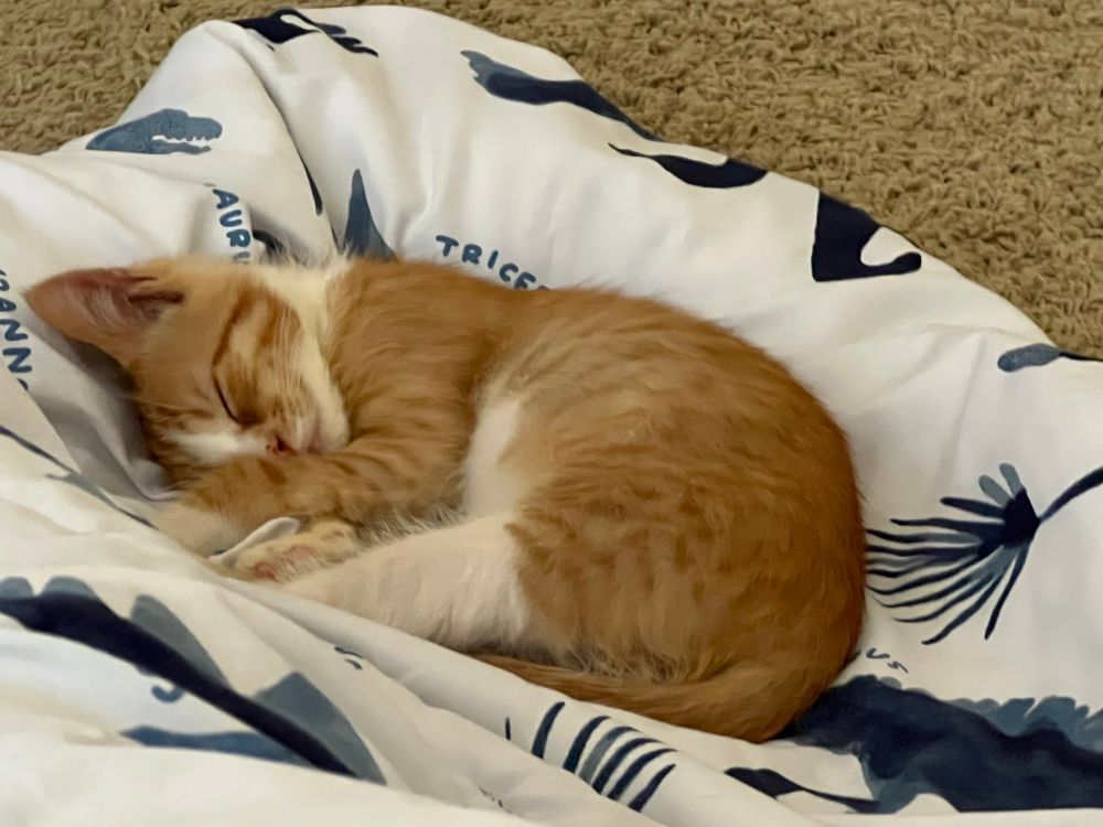 Another picture of Garbles, my orange kitten, sleeping now on a blanket on the floor