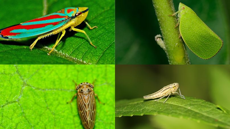 Four images of different species of leafhopper, top left being orange and blue, top right being bright green and veined like a leaf, bottom left brown and bottom right pale yellow. 