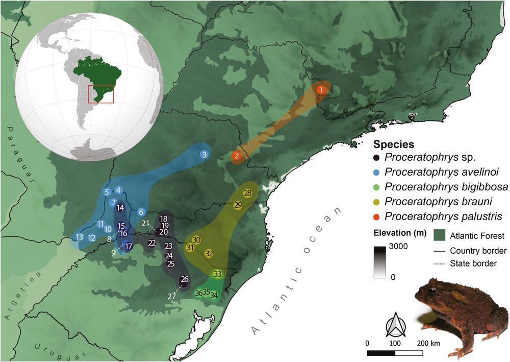 Map of the sampling sites for the frog, showing a globe highlighting Brazil in green, the sampling sites within the forest in orange, yellow, purple and blue, and a small image of the frog itself in the lower right hand corner. 