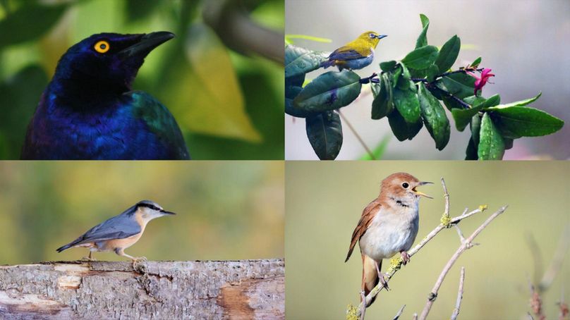 Four images showing the diversity of passerine birds. . Moving clockwise from left to right, Purple starling (Lamprotornis purpureus) which has a dark purple plumage and bright yellow eyes, Javan White-Eye (Zosterops flavus) a small yellow bird with flecks of blue feathers, Common nightingale (Luscinia megarhynchos) which is mostly brown aside from its grey chest feathers, European Nuthatch (Sitta europaea) a blue bird with a brown underbelly and a distinctive black stripe running from its beak to the back of its head.