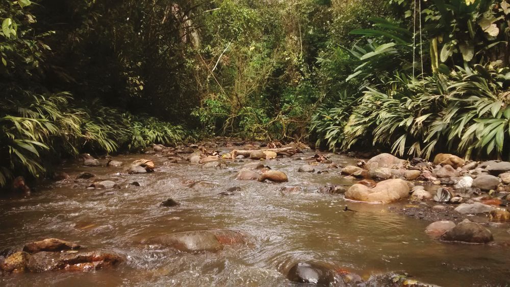 A rainforest river in Colombia, showing the type location for the new species. Green forest surrounds the brown-looking water, running over rocks. 