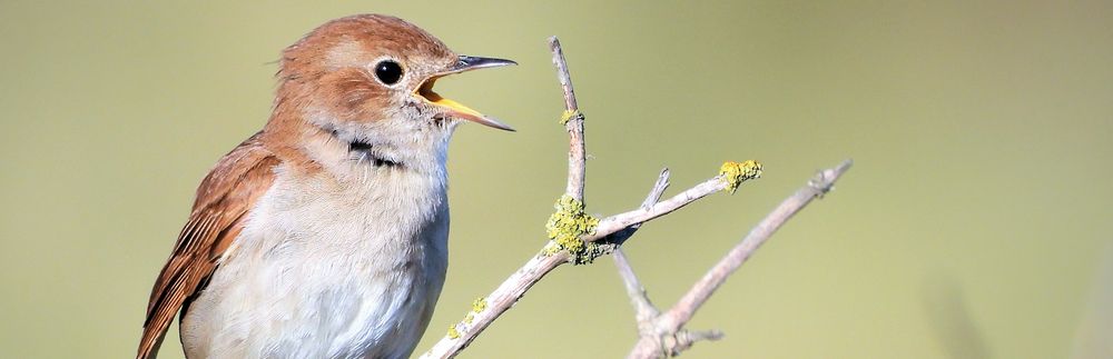 A nightingale sits upon a small branch with its mouth open, likely singing. 