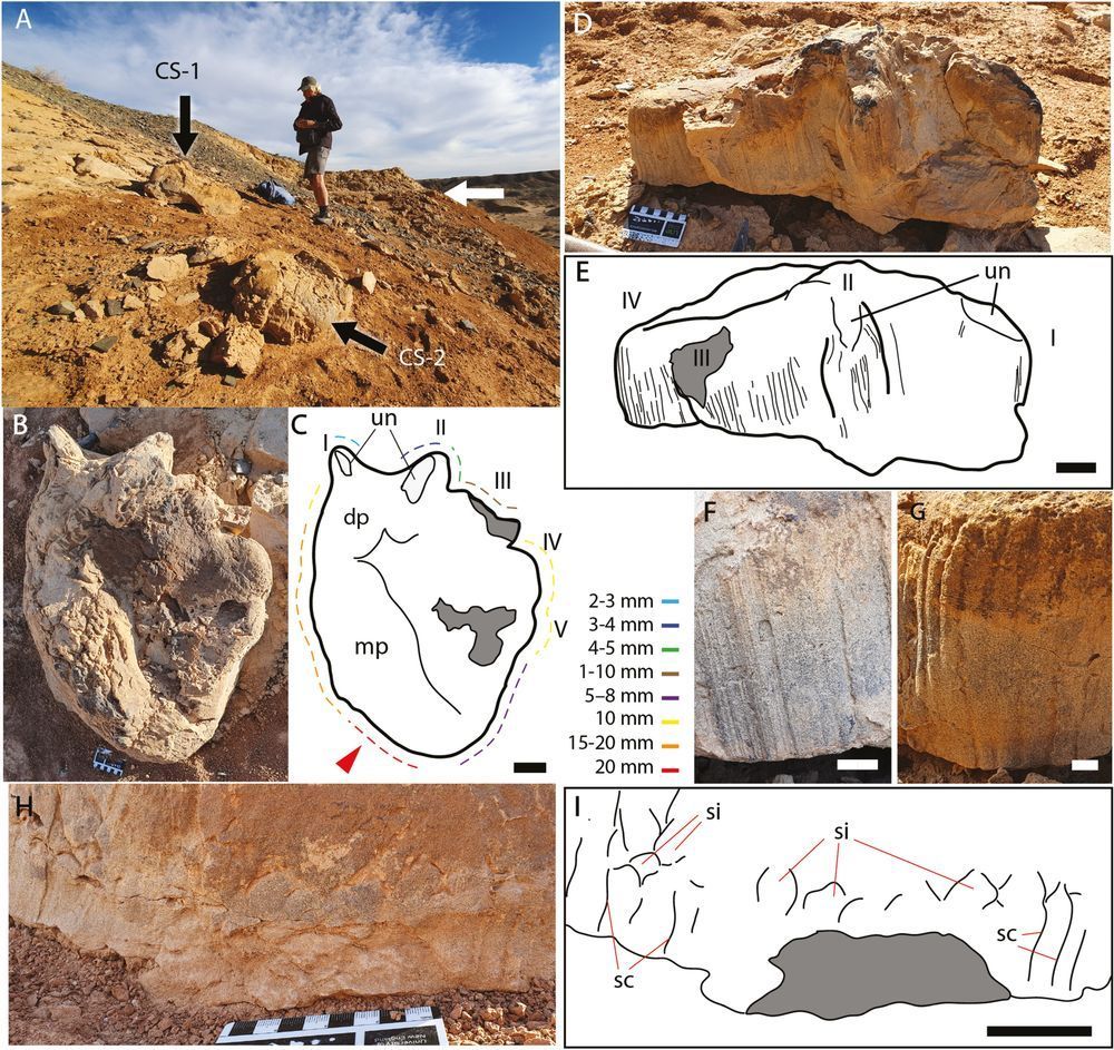 Sauropod tracks from the Central Sayr A site, showing in situ tracks overturned to reveal their plantar surface. Sketches of each footprint help identify its shape from the surrounding orange rock. 