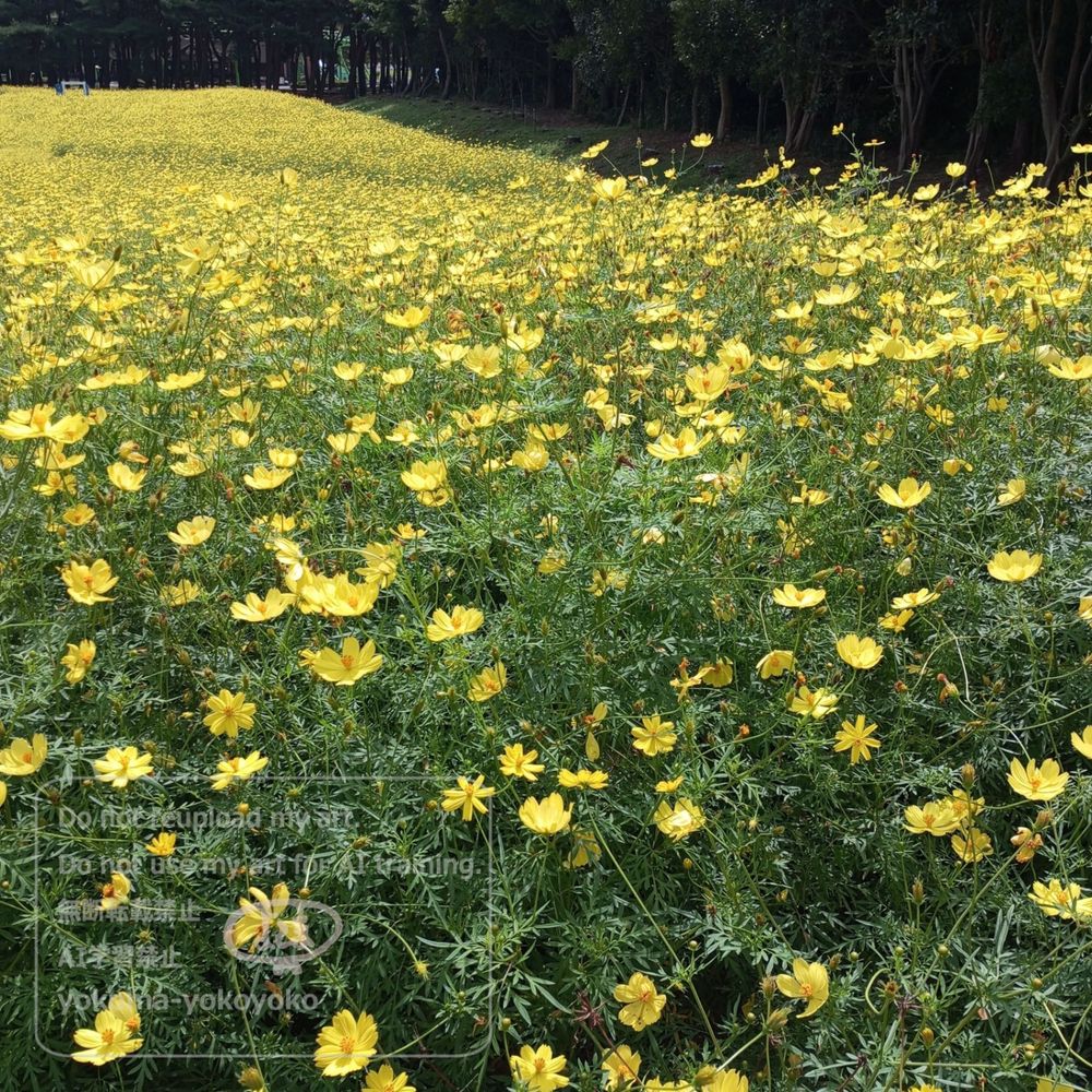 キバナコスモスが広がる景色