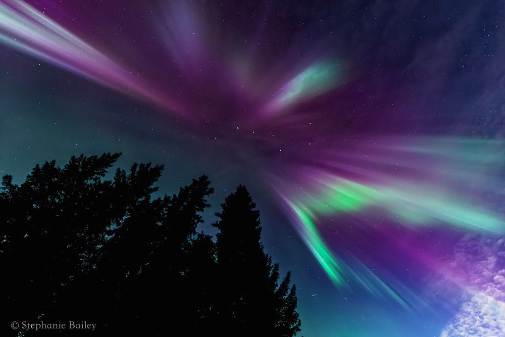 A photo of the northern lights over the tops of coniferous trees, with the Big Dipper visible in the middle. 