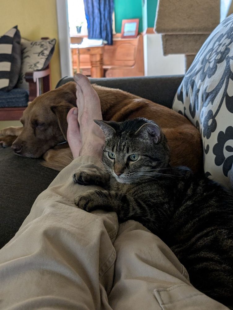 My legs and feet with the cat nestled on the couch behind my legs, with her paws on my legs, and the dog beyond my feet.