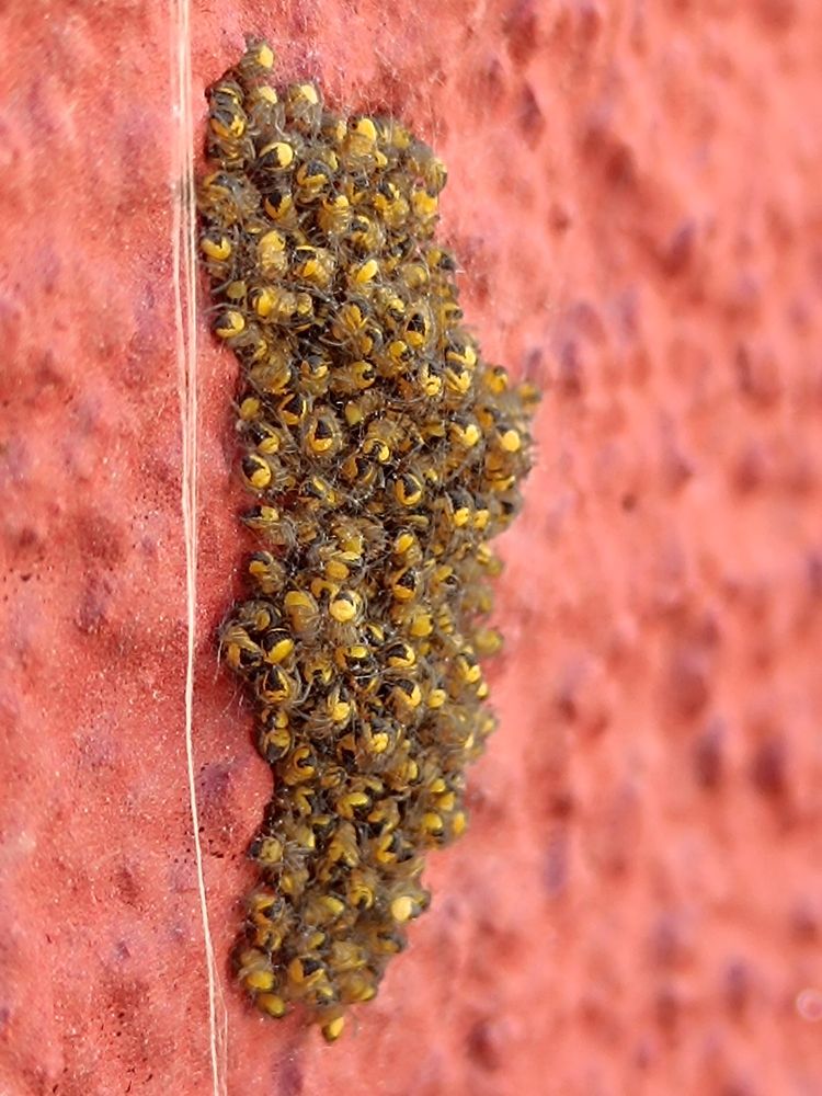 Haufen gelbschwarze Bebispinnen auf roter Hauswand 