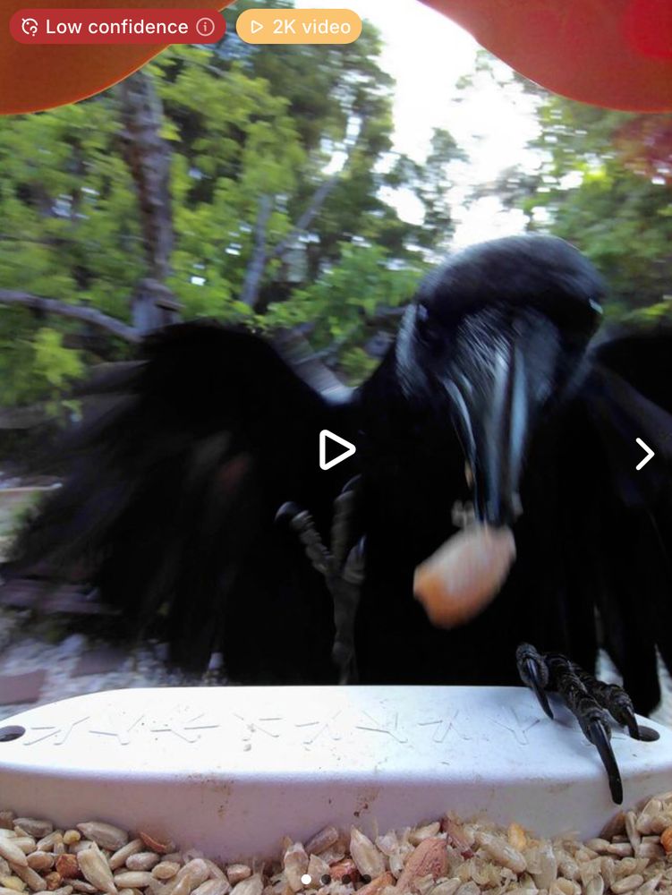 blurry shot of a terrifying black bird with a big seed in it's beck