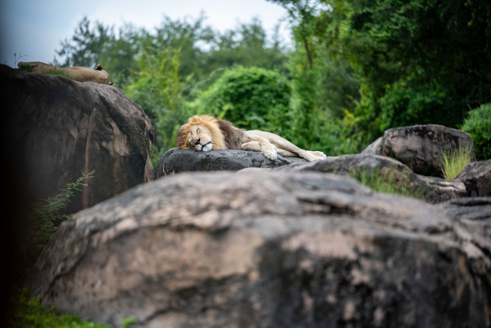 Dakari, the male lion from Disney's Animal Kingdom, rests peacefully on a large rock under the shade of surrounding greenery. His golden mane glows softly in the summer light as he enjoys a tranquil moment. The lush background and the calm pose create a serene and regal atmosphere.