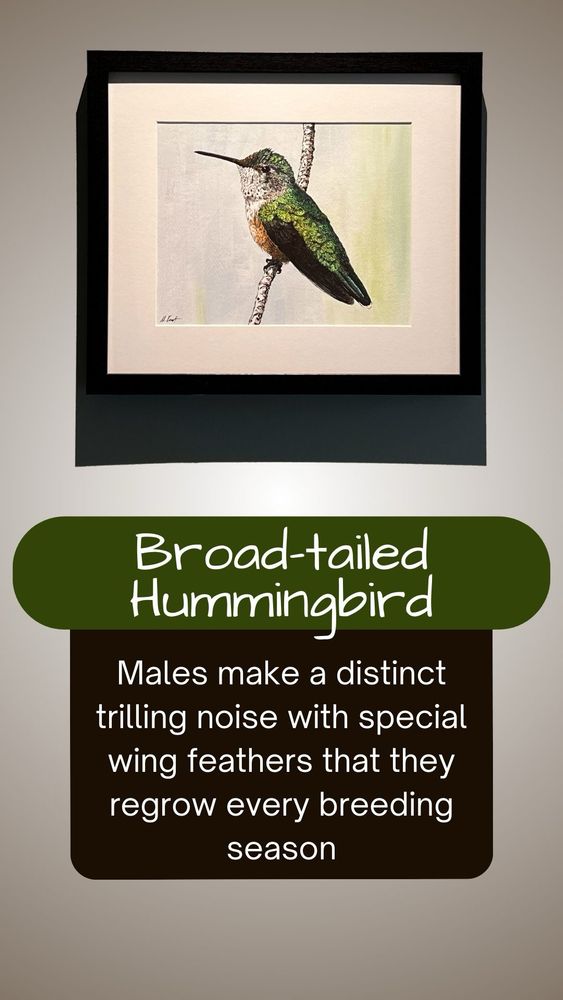 A photo of a framed watercolor of a female Broad-tailed Hummingbird with the following text: Males make a distinct trilling noise with special wing feathers that they regrow every breeding season