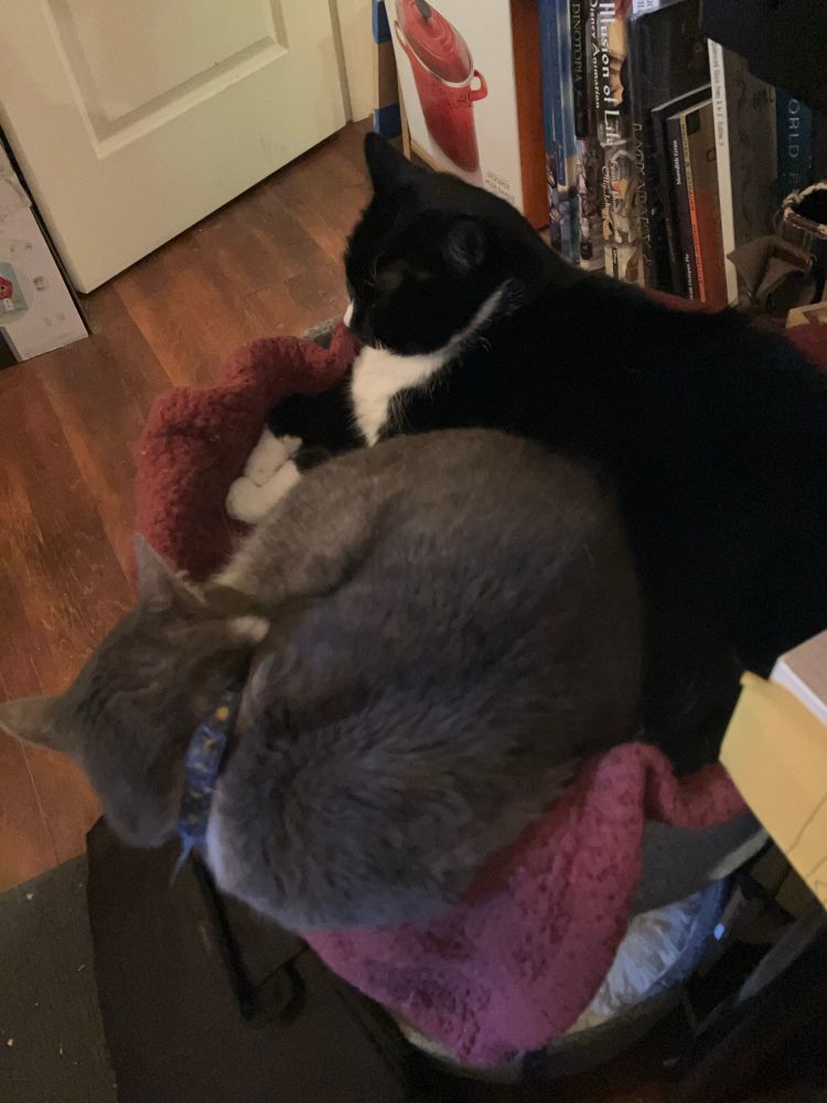 Two good sisters being snuggly. They’re cats and not related by blood.