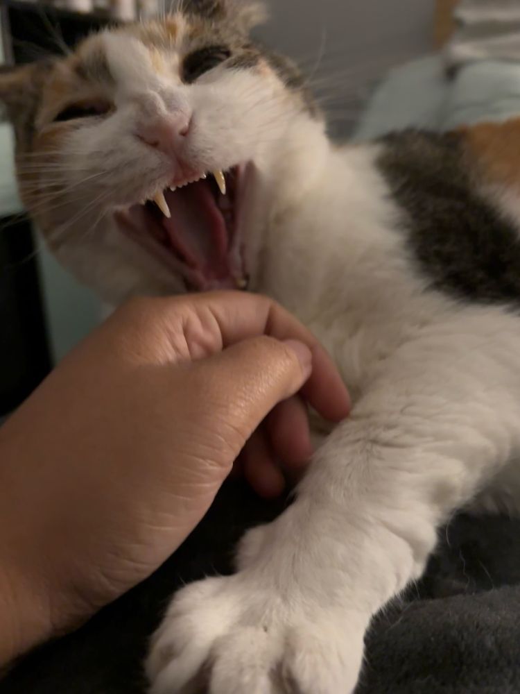 shorthair calico cat yawning with two wittle teefs and one eye wide open and a tan hand blocking part of the cat’s face