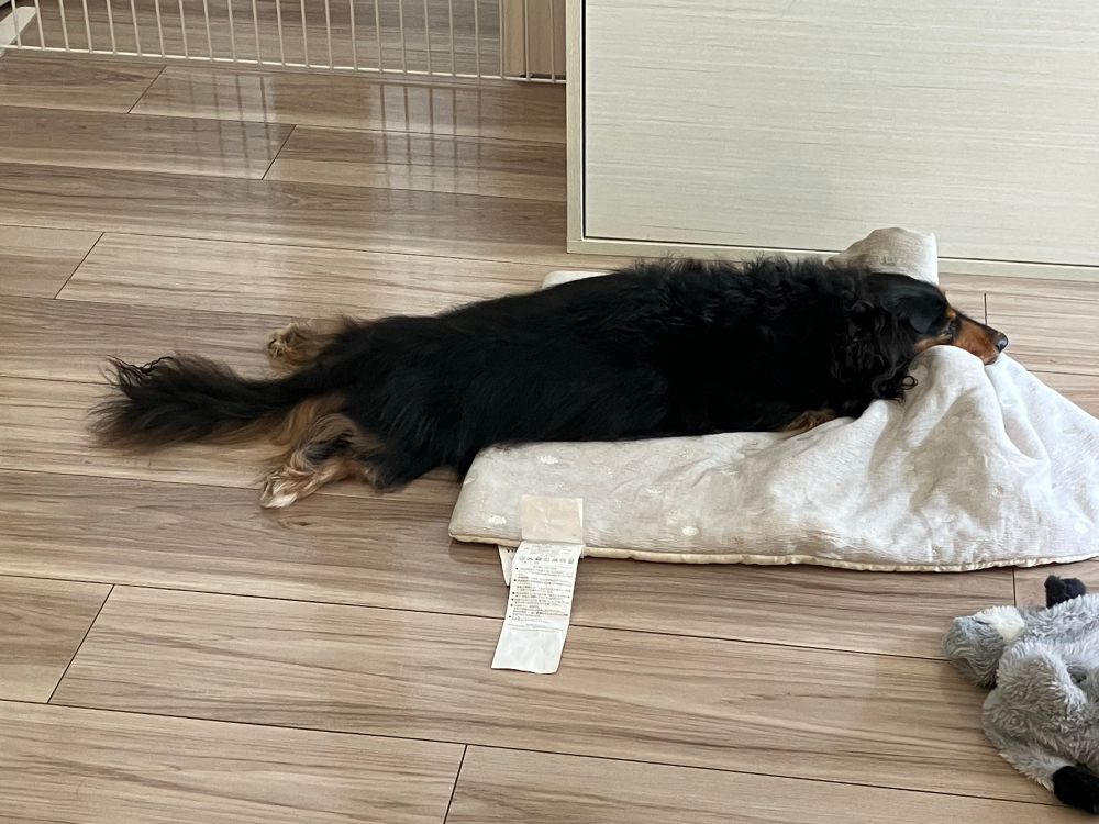 横に伸びてるダックスフンドの写真