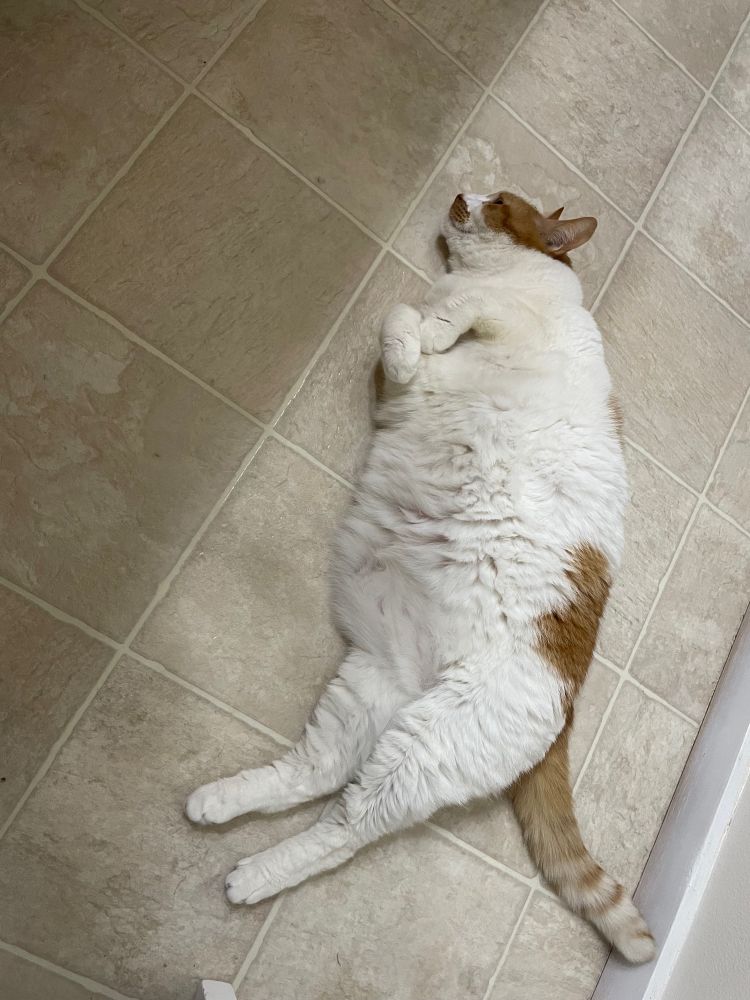 A large white and orange car lays on the ground with his big round tummy exposed.