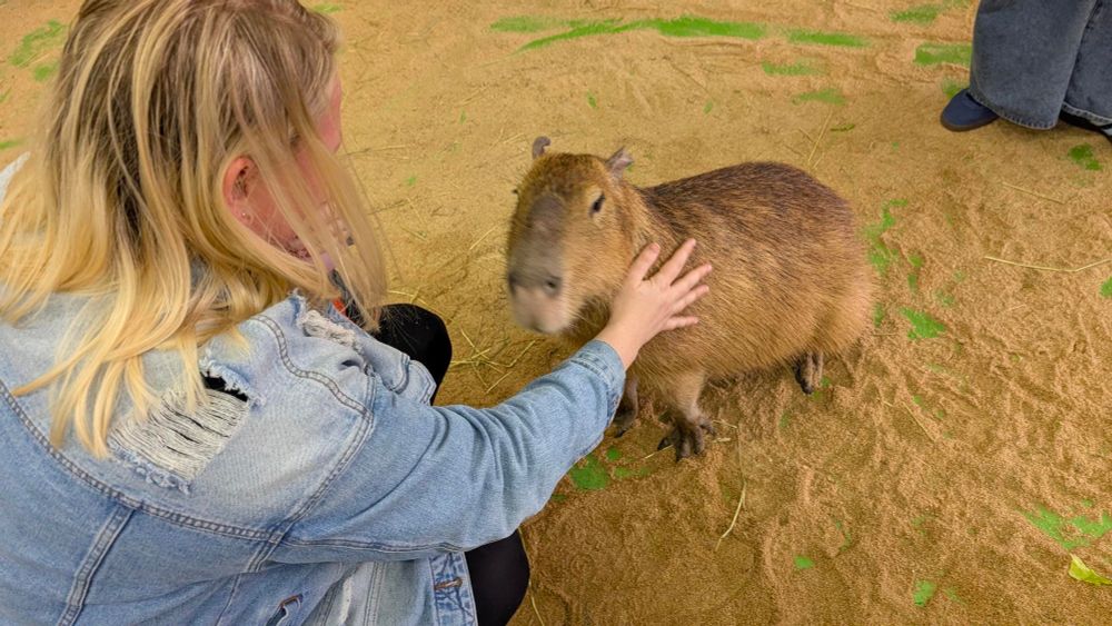 A picture of a blonde lady (me) kneeling and petting a capybara