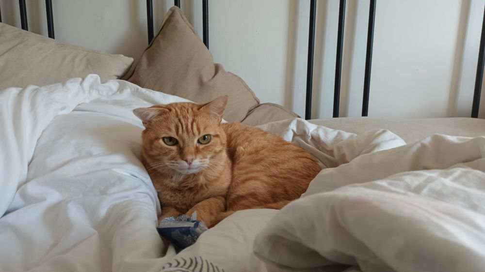 Chat couché sur une couette.