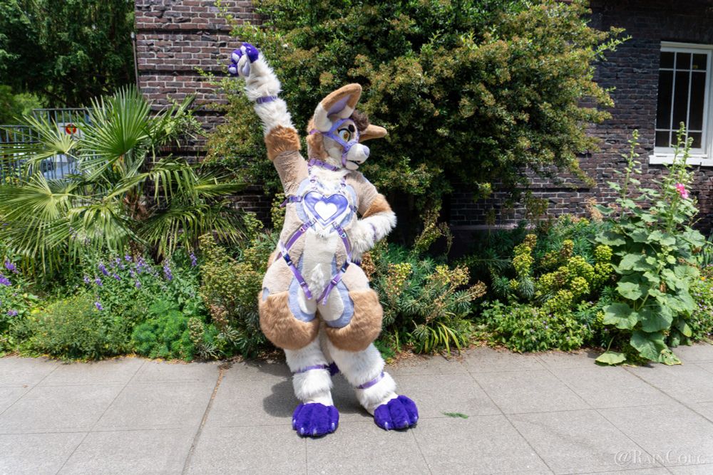 Sass wearing a custom harness to match her colors and markings at Pride