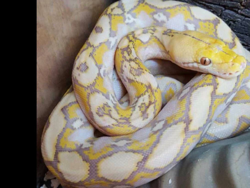 Super Dwarf Reticulated Python