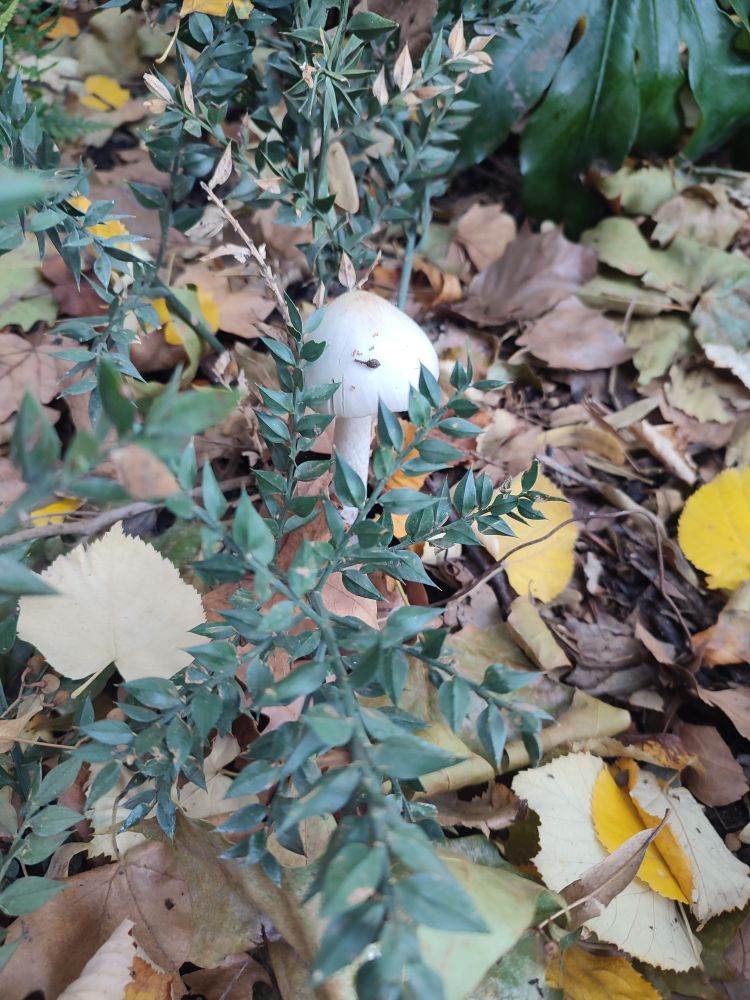 Un champi blanc d'une 10ène de cm en plein milieu d'un parterre entouré de béton (pas visible sur la photo)