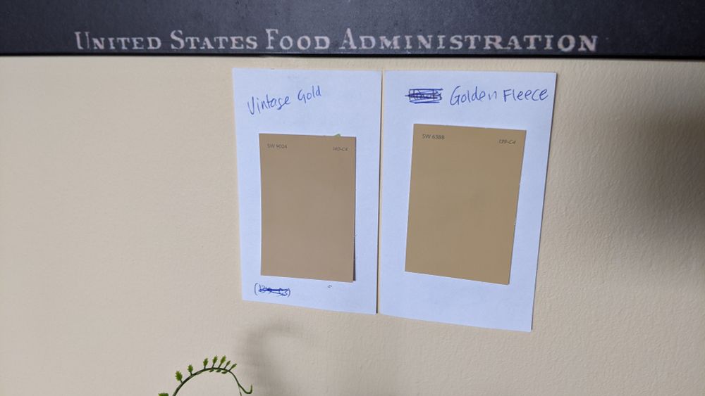 Close-up of two paint color samples mounted on white paper and taped to a beige wall. The left sample is labeled “Vintage Gold” (Sherwin-Williams SW 9024), and the right sample is labeled “Golden Fleece” (Sherwin-Williams SW 6388). Handwritten titles are above each swatch.