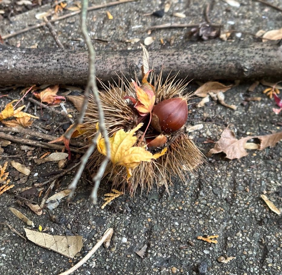 地面に落ちているトゲ付きの栗