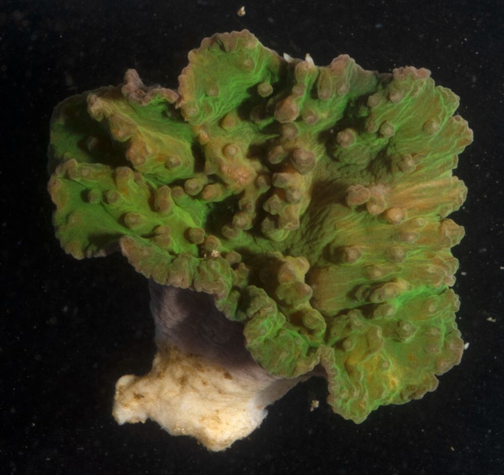 there is a highly irregular, almost velvet-like green palm-shaped surface covered in warts of tissue that seems like it's attached to a sturdy white base as if it was a sea creature that lives stationary on a rock