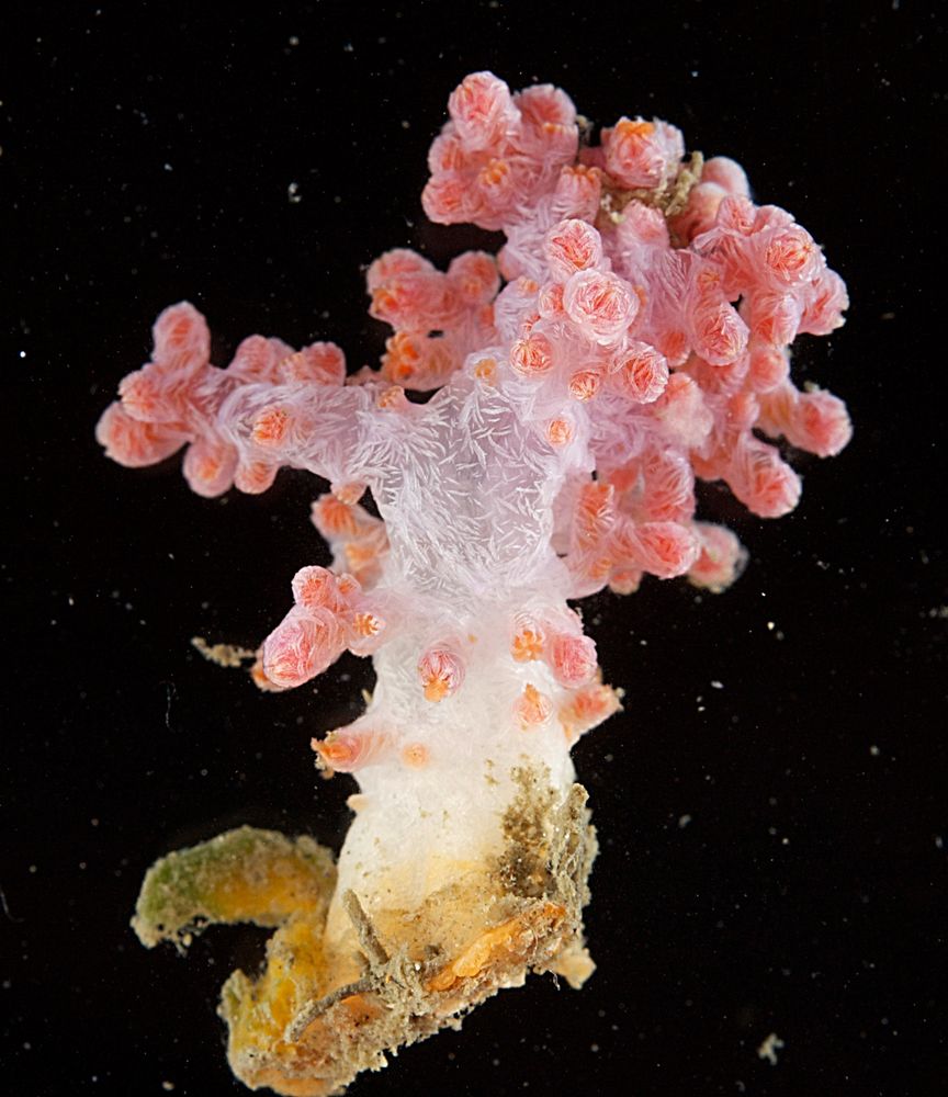 a heavy white trunk is erupting from a dirty yellow base to support crinkly pink nodules along its stubby arms somewhat like an illustration of a stylized tree