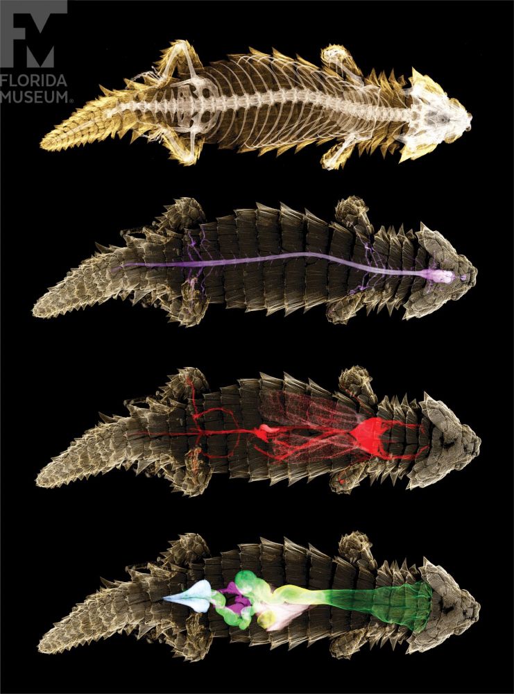 four views of a thick lizard specimen with rows of angular scales on its body shown in golden and each view showing either bones, circulatory, nervous system or digestive oranges in bright colors