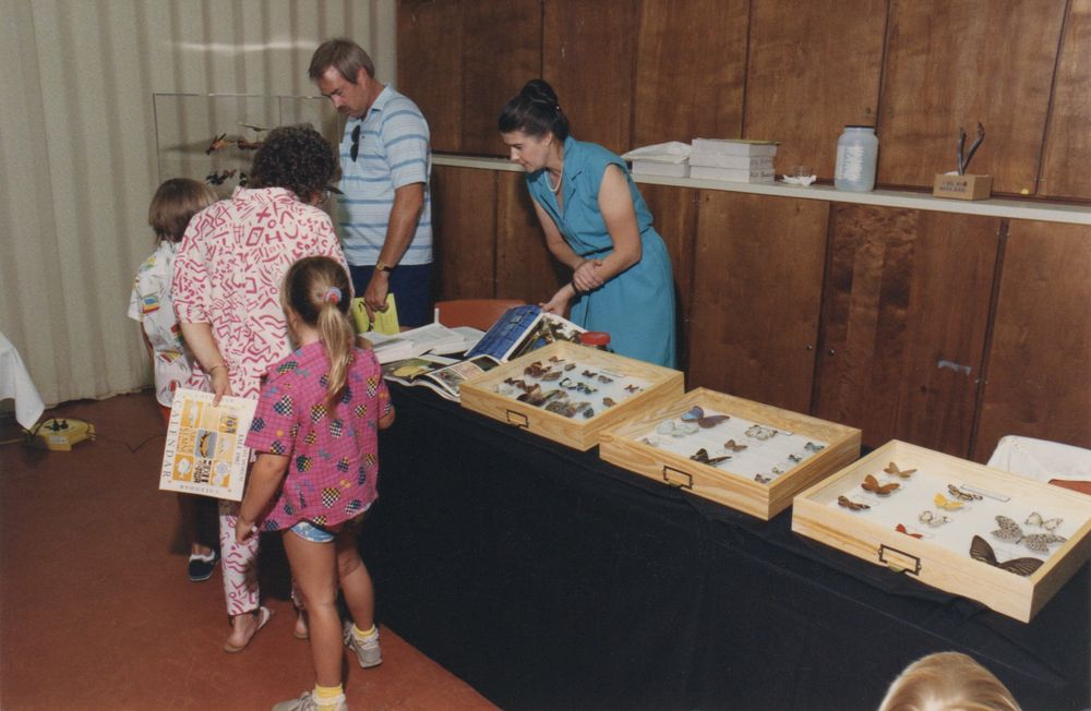 several people are leaning over a long table in a public space, looking at the shallow wooden drawers that seem to hold rows o preserved butterflies