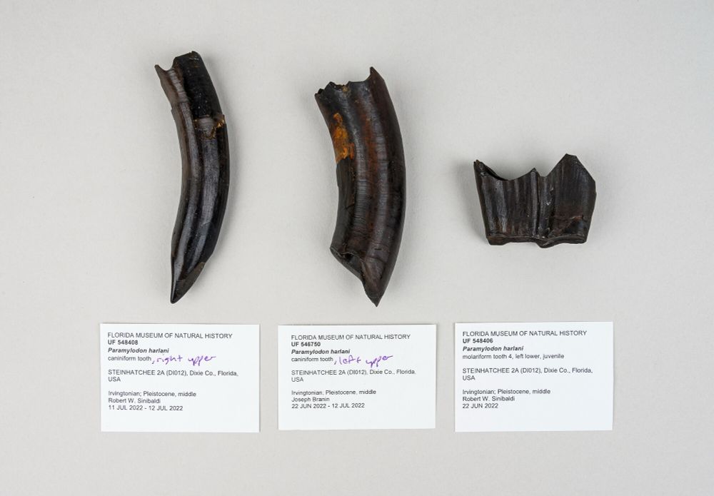 three different dark fossil teeth on a white surface, two of which are long and curved and one is shorter like a molar