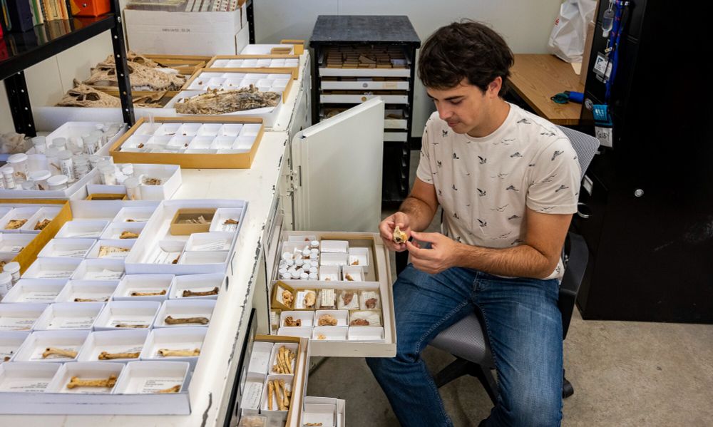 a person sits in front of a large cabinet pulling out shallow drawers full of small boxes of fossils