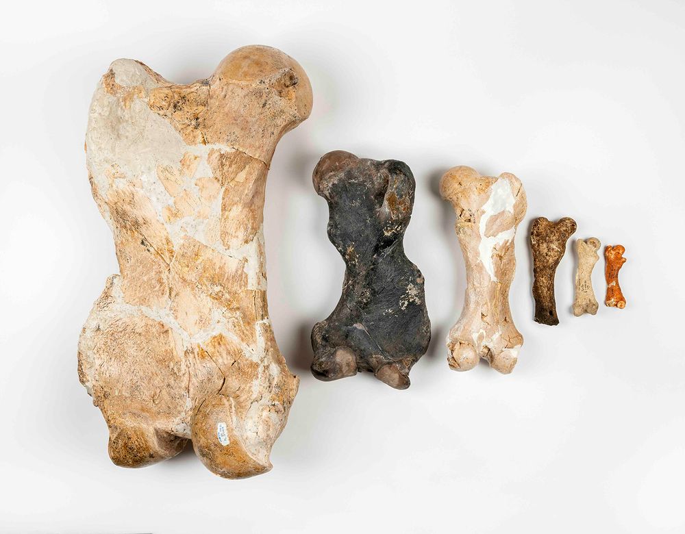 There are six stubby bones with very similar shapes laid in a row of descending size with a very large one at one side and a very tiny one at the other