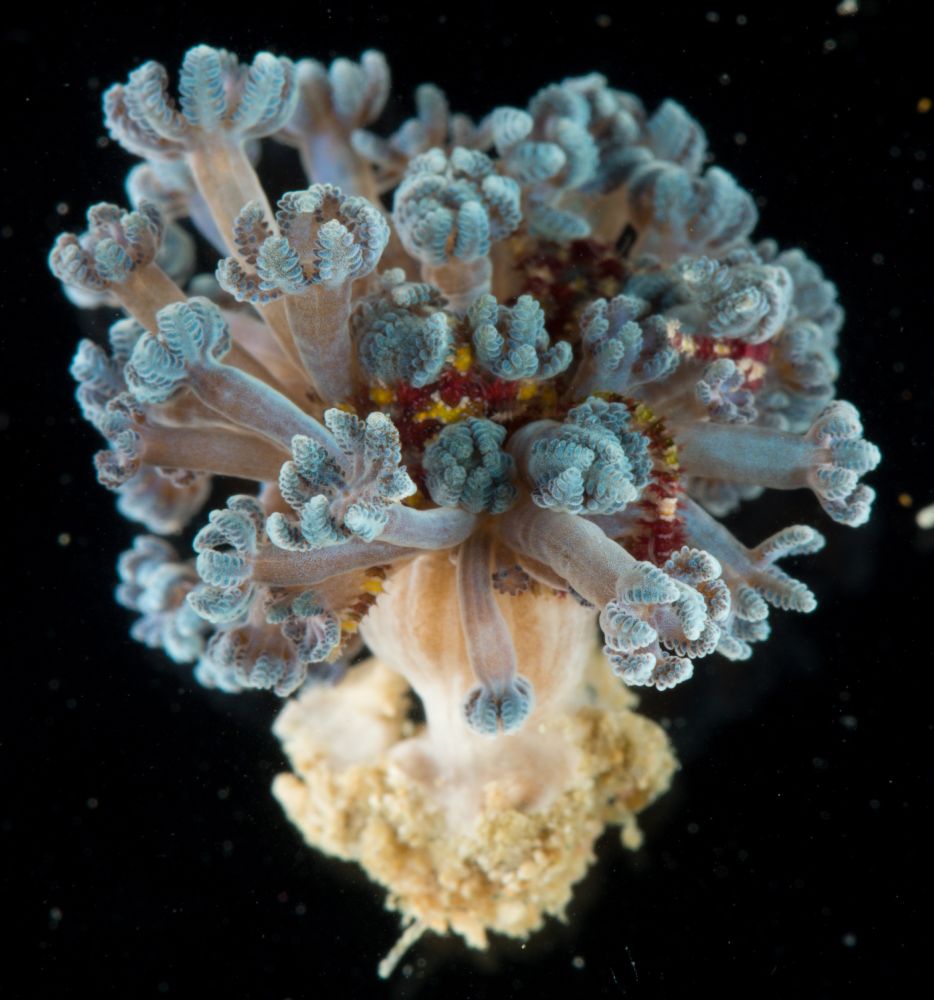 a close up of what looks like a tuft of flower buds that are pale blue and pearly gray that are radiating from a thick white base as if it's an unusual stationary sea creature