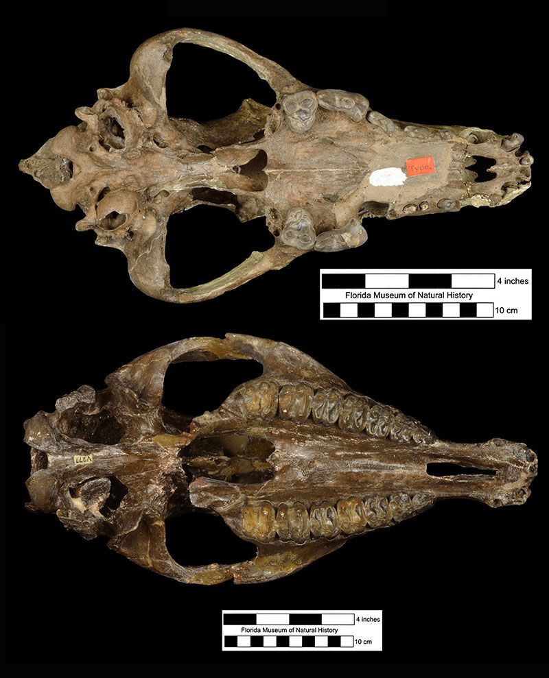two fossil skulls of some kind of mammals with elongated snouts, large eye sockets, and thick molars shown side by side from below