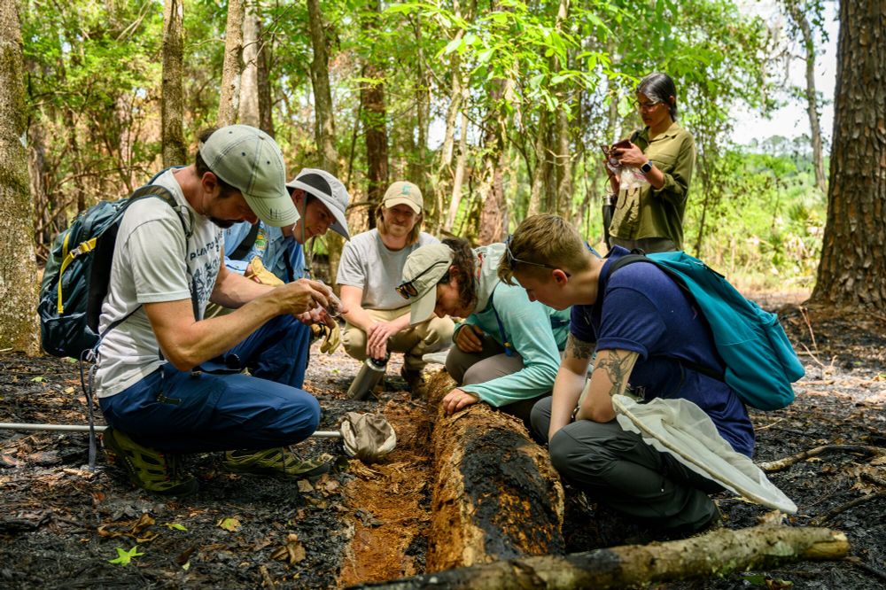 a group of people in outdoors clothing are crouching along either side of a rotting log in a forest as if looking for bugs