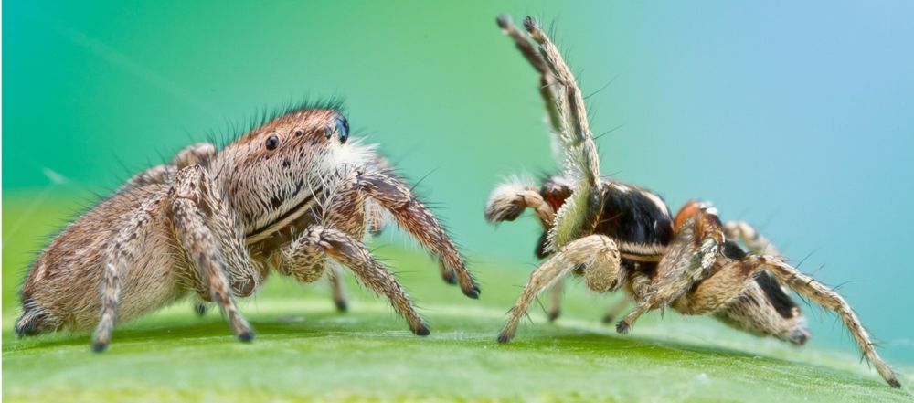 Colorful Dancing Spiders