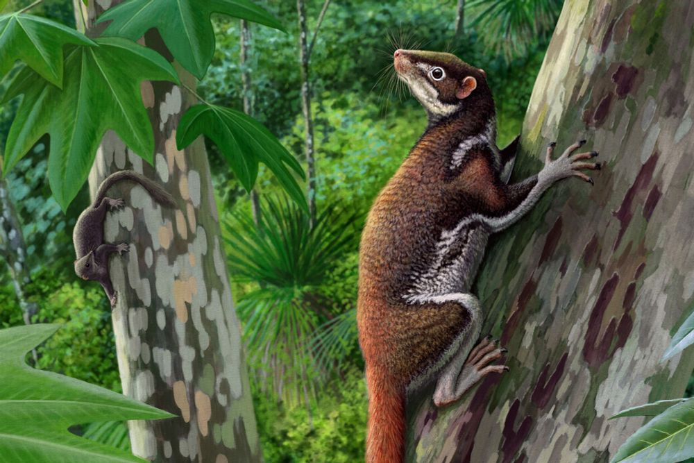 an illustration of a fuzzy mammal clinging to the side of a tree in the forest with a similar looking animal in the distance on another tree. they both look somewhat like squirrels but with small ears and pointed faces, and are covered in reddish fur with white feet and undersides