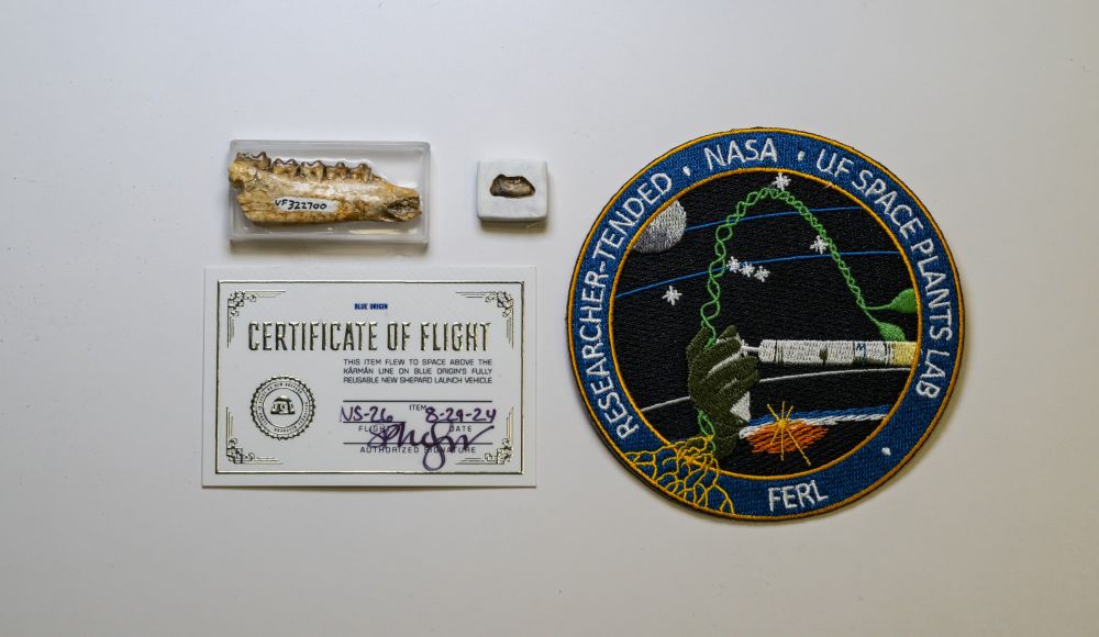 two very tiny jaw fossils are set next to a certificate of flight and a badge for UF Space Plants Lab