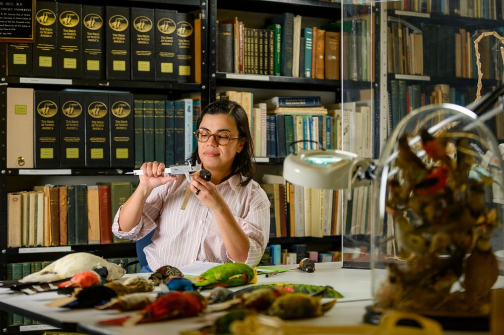a person holding a metal measuring tool sits in front of  table covered in bird specimens and a wall of book shelves behind her
