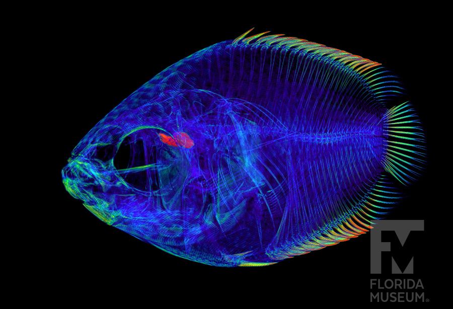 the skeleton and some scales of a large almond shaped fish are scanned in dark blue with some fin spines highlighted in rainbow of colors