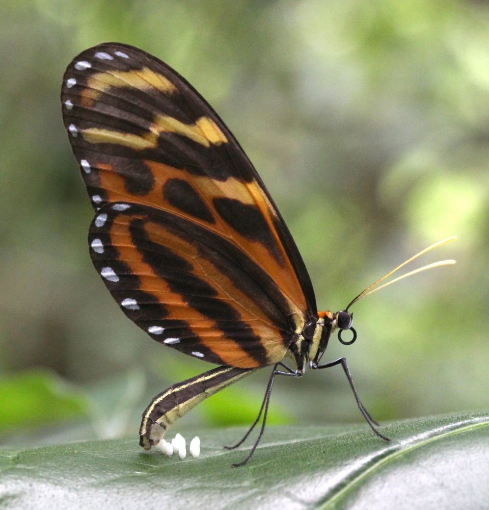a thin butterfly with black and orange patterns on its long, lobed wings is at rest on the shiny surface of a leaf next to what might be small eggs