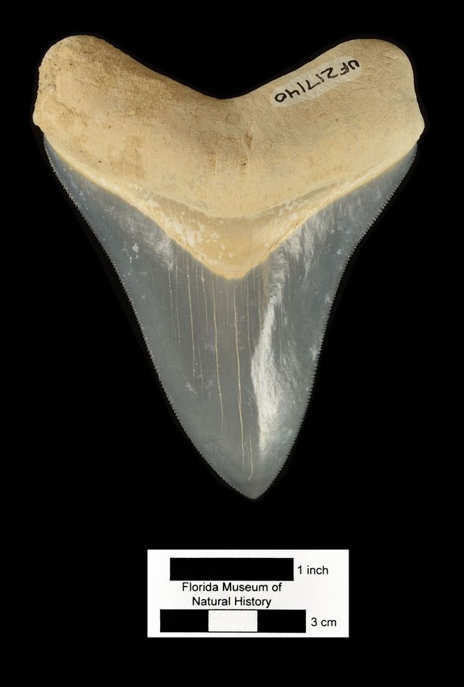 a very heavy triangular shark tooth in dark grey with a crack as if it's a fossil