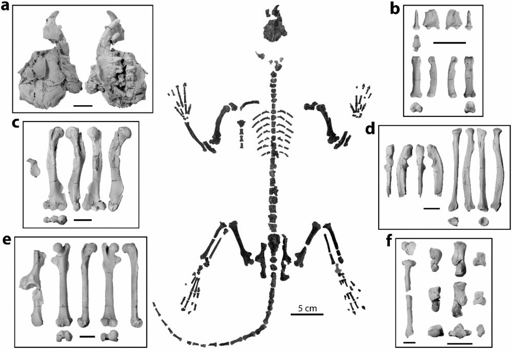 scientific photo of a small mammal skeleton with a long tail laid out to show its body plan and flanked by insets of several views of specific long bones and the partial skull