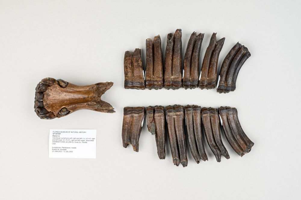 an artfully arranged set of fossil teeth on a white background with a section of the front of a horse-like jaw ahead of two rows of very long molar teeth laid out like two wings