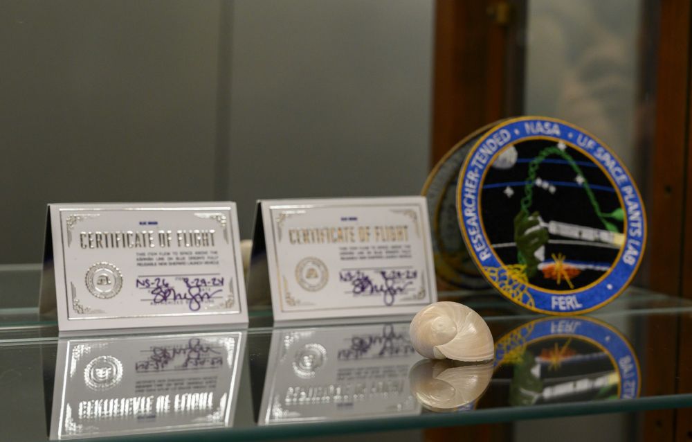 a very rounded snail shell is sitting on a mirrored shelf with two certificates of flight and a badge for UF Space Plants Lab propped up behind it