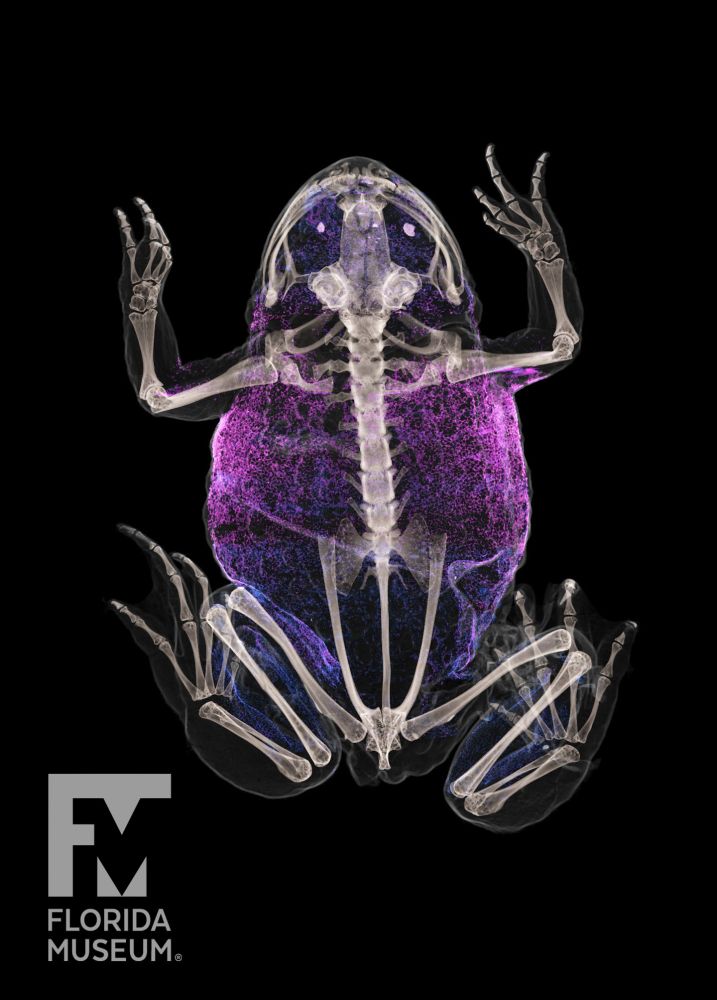 a scan of a frog shown from the top with all of its tiny bones showing and some soft tissue in its abdomen in purple
